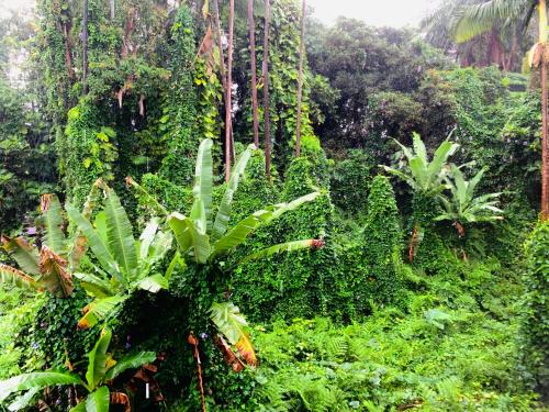 a lush green forest with trees and plants at Wild Ginger Hotel in Hilo