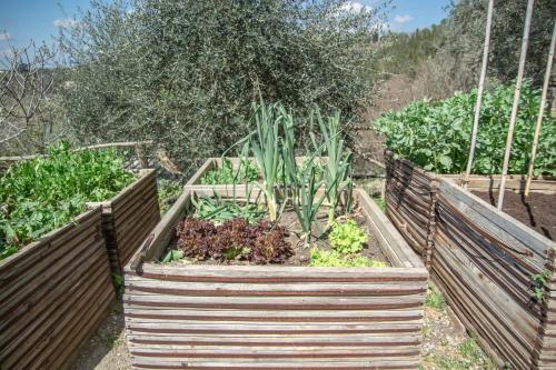 Κήπος έξω από το Agriturismo Montalbino