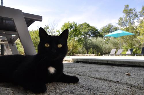 a black cat sitting on the ground next to a table at Un je ne sais quoi de Paradis in Les Vans