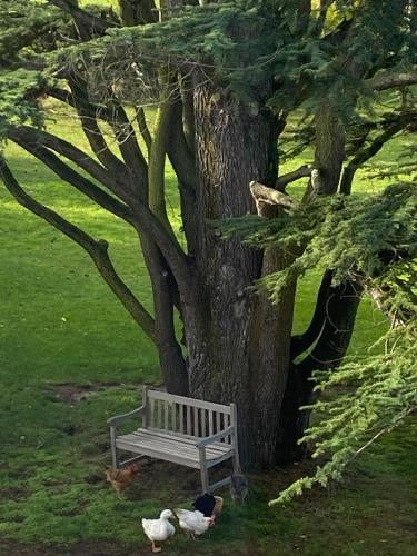 a park bench next to a tree with ducks under it at Reymerston Hall in Norwich
