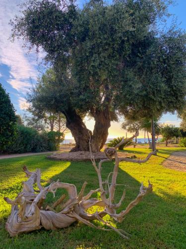 a tree with uprooted branches sitting in the grass at Suites Voce del Mare in Tertenìa