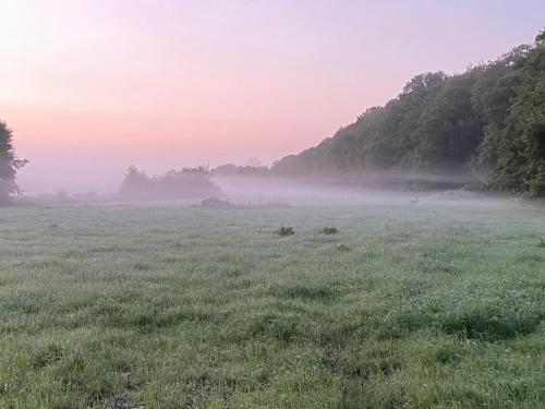 a field with fog in a field with trees at B&B Hof ter Lemferdinge in Paterswolde