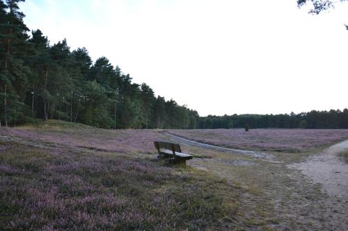 a bench sitting in the middle of a field of flowers at Heidehotel Bad Bevensen in Bad Bevensen
