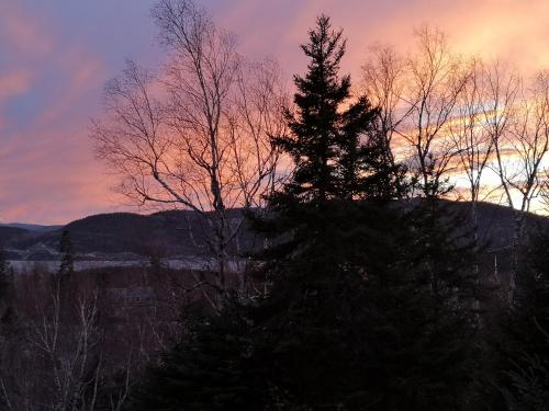 a silhouette of a christmas tree at sunset at Au Cachalot Caché le gîte hôtel in Tadoussac