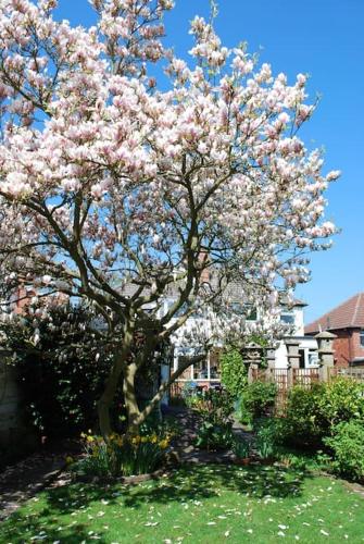 a tree with pink flowers on it in a yard at Comfortable rooms in Birmingham
