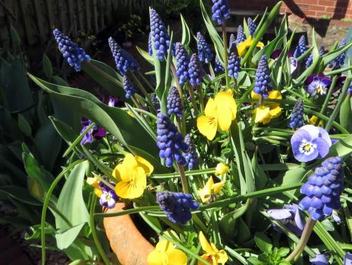 a bouquet of purple and yellow flowers in a garden at Comfortable rooms in Birmingham