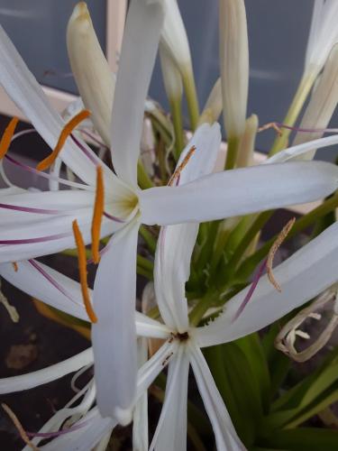 a close up of a white flower on a plant at SUN1 Durban in Durban