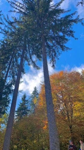 two tall palm trees in a park with autumn leaves at Садиба Кичера in Petrashani