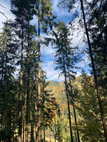 a group of tall trees in a forest at Садиба Кичера in Petrashani