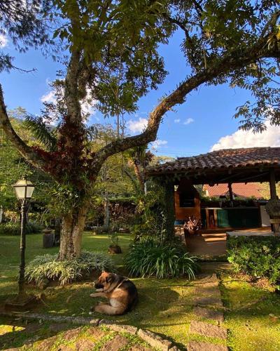a dog laying in the grass under a tree at Pinheiros do Rocio in Petrópolis