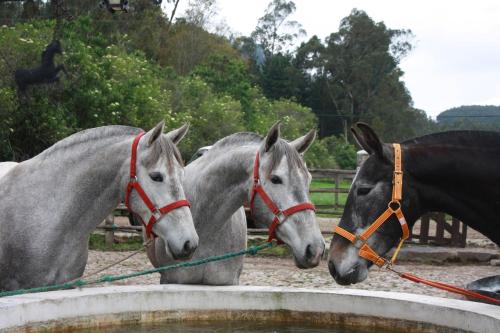a group of three horses drinking from a water trough at Hacienda La Merced Baja in Zuleta