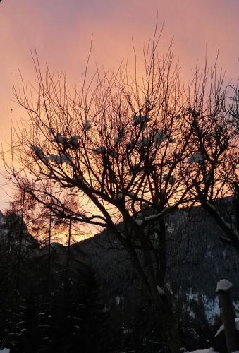 a tree with birds sitting in it at sunset at Cesa de Conesel in Colle Santa Lucia