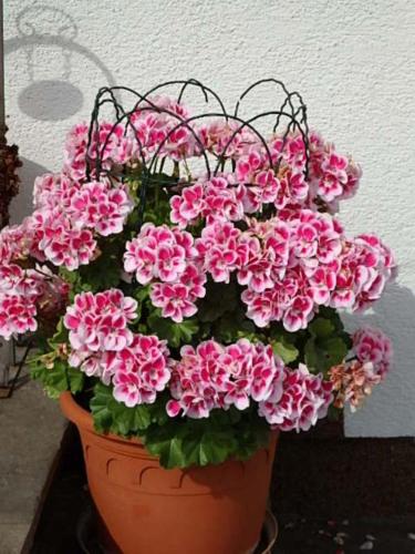 a potted plant with pink flowers in a pot at Ferienwohnung Silvia in Sankt Kanzian