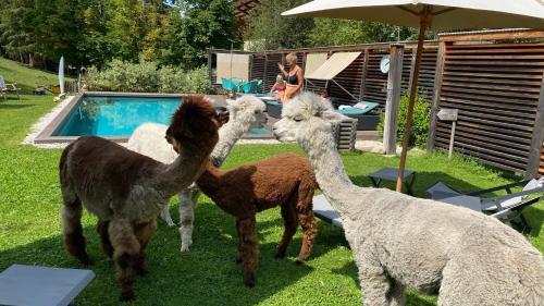 a group of llamas standing next to a pool at Dolomit Boutique Hotel in La Villa