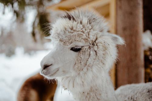 a close up of a sheep with snow on its face at Dolomit Boutique Hotel in La Villa