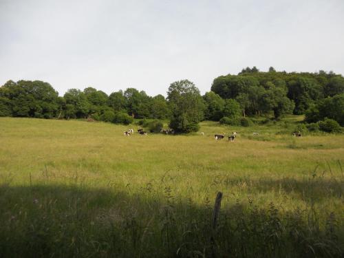 a group of cows grazing in a field at Château de la Moissetie in Aurillac