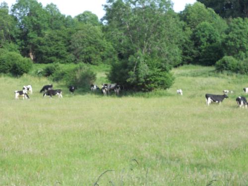 a herd of cows grazing in a field of grass at Château de la Moissetie in Aurillac