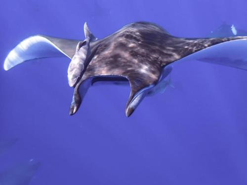 a whale shark swimming in the water at Apartamentos Lisboa in Vila do Porto