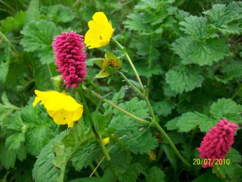 a group of yellow and pink flowers on a plant at SAMAUN Homestay in Kurchhola