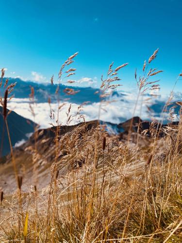 a field of tall grass in front of a mountain at Landhaus am Schneewittchenberg in Sonthofen