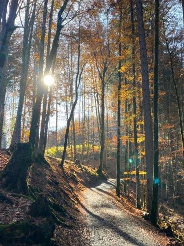 a path in the woods with the sun shining through the trees at Landhaus am Schneewittchenberg in Sonthofen