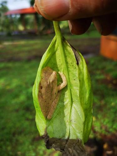 a person holding a frog in a green leaf at Greenhouse Lofts Miravalles in Aguas Claras