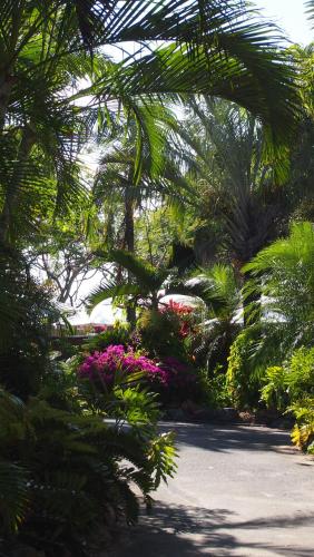 a garden with pink flowers and palm trees at Palm Bay Resort in Long Island