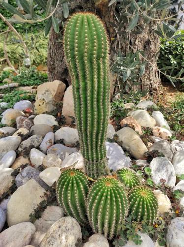 a green cactus sitting on a pile of rocks at Kallmi View Eco Rooms in Durrës
