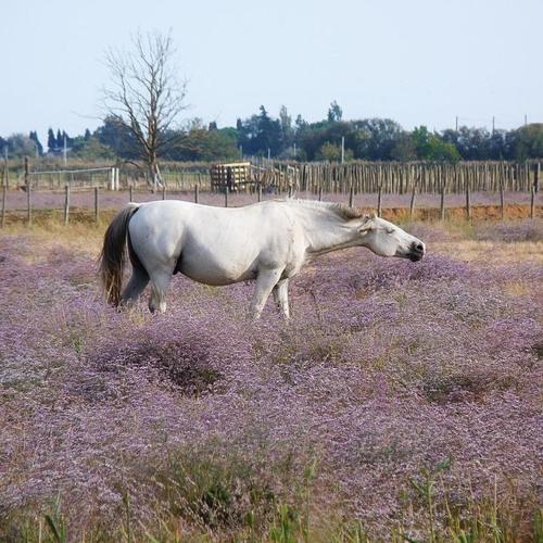 a white horse standing in a field of purple flowers at Un coin de campagne à 4km de la mer pour 4 à 6 personnes in Portiragnes