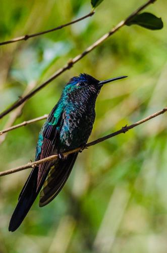 a hummingbird sitting on a branch of a tree at Chalé Recanto dos Pinheiros in Monte Verde