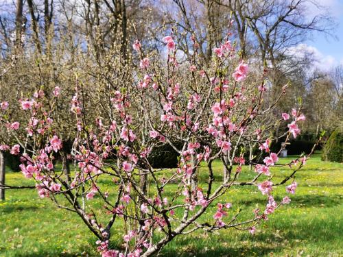 a tree with pink flowers on it in a field at CHATEAU DE BRINVILLE in Saint-Sauveur-sur-École