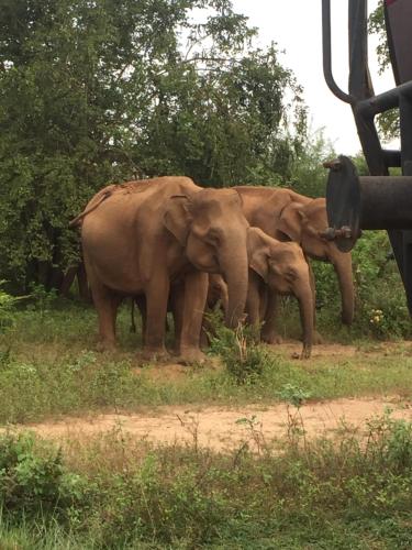 Animales en la casa de huéspedes o alrededores