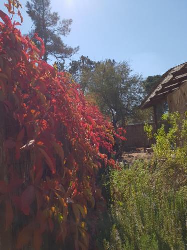 a hedge of red plants on a fence at Gate Away B&B Units - המקום באל רום in El-Rom