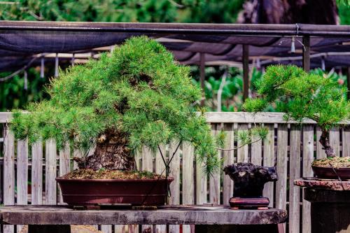 a bonsai tree sitting on a table next to a fence at Cui Song Yuan Homestay in Tongxiao