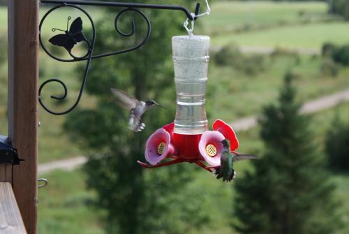 Galeriebild der Unterkunft Top of Algonquin Bed and Breakfast in Mattawa