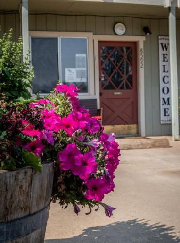 a bunch of pink flowers in front of a door at Brownsville Motel in Brownsville