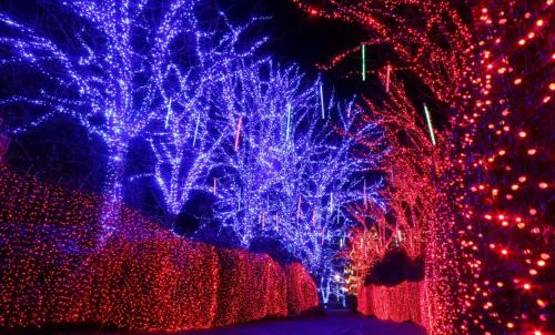 a christmas light display with blue and red lights at Holiday Inn Portland West - Hillsboro by IHG in Hillsboro