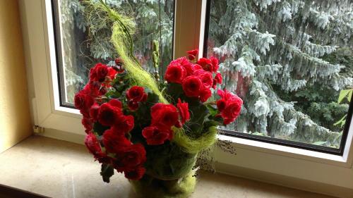 a vase filled with red flowers next to a window at Hotel Vinum in Niederwurschnitz