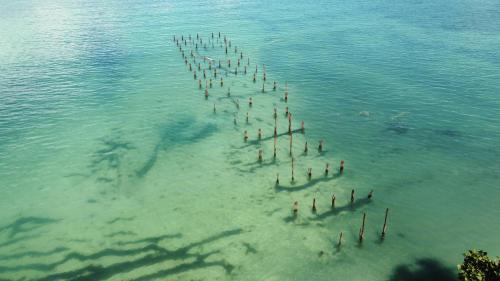a group of people standing in the water at Passion Fruit Lodge in Cahuita