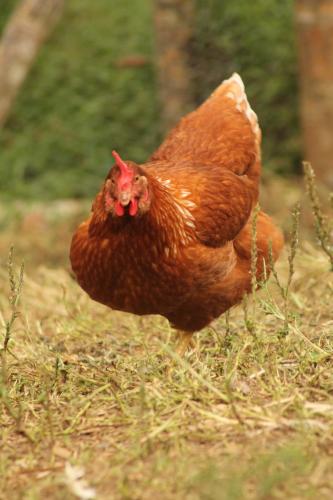 a brown chicken is standing in the grass at Green Hostal Popayan in Popayan