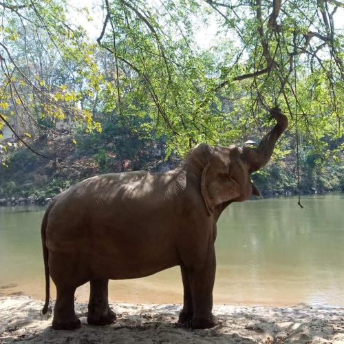 an elephant standing next to a body of water at Wilpattu Green Cabin in Achchamulai