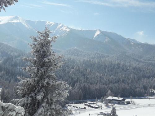 a snow covered christmas tree in front of a mountain at Göllerblick in Kernhof