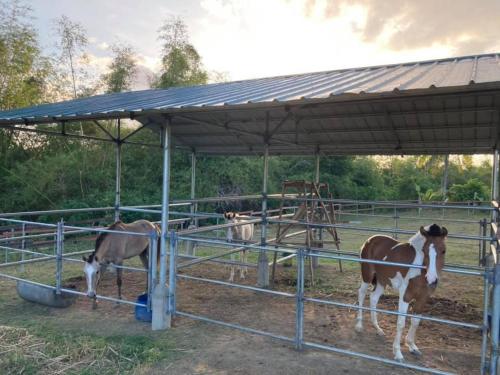 two horses are standing under a metal structure at Ataalaya Farmhouse in Batangas City