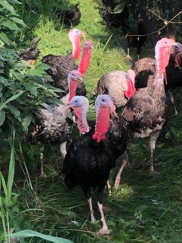 a group of turkeys walking in the grass at Ataalaya Farmhouse in Batangas City
