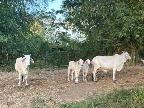 a group of white cows standing in a field at Ataalaya Farmhouse in Batangas City