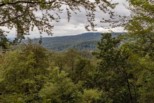 a view of a forest of trees and mountains at Harzfalke Apartment - Ankommen und wohlfühlen. in Wieda