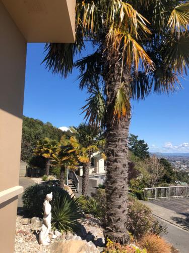 a palm tree in front of a building at Citrus Grove in Nelson