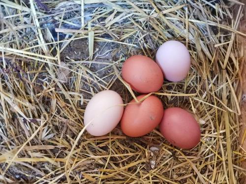 four eggs are sitting in hay at B&B Ca' Restom in Reggio Emilia