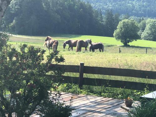 Gambar di galeri bagi Ferienwohnung Sonnenläng di Hechenberg