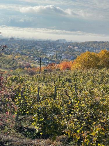 a field of vines with a city in the background at Wineyards Salin in Turda